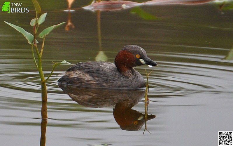 Little Grebe